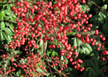 mini-puzzle exclusif Imajeux photographie d'un arbuste  baies rouges