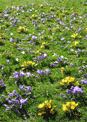mini-puzzle exclusif Imajeux photographie d'un champ couvert de crocus