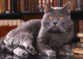 puzzle exclusif Imajeux photographie d'un chat chartreux couch sur un bureau