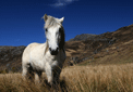 puzzle exclusif Imajeux photographie d'un cheval gris dans la lande