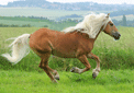 puzzle exclusif Imajeux photographie d'un cheval au galop dans un pr