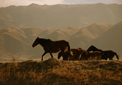 puzzle collection exclusive Imajeux photographie de chevaux sauvages dans la montagne en Argentine