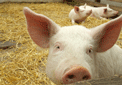 puzzle exclusif Imajeux photographie de trois cochons roses dans un enclos