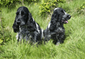 puzzle exclusif Imajeux photographie de deux cockers noirs et blancs dans un champ