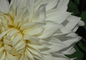 puzzle exclusif Imajeux photographie d'un dahlia blanc en trs gros plan