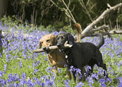 puzzle exclusif Imajeux photographie de deux chiens parmi les jacinthes sauvages