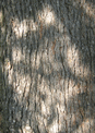 puzzle exclusif Imajeux photographie de jeux de lumire sur l'corce d'un arbre 