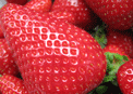 mini-puzzle exclusif Imajeux photographie de fraises au retour du march