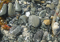 puzzle exclusif Imajeux photographie de galets sur la plage avec le reflet du soleil sur l'eau