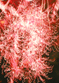 mini-puzzle exclusif Imajeux photographie d'un feu d'artifice : gerbe de feu rouge