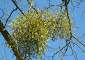mini-puzzle exclusif Imajeux photographie d'une boule de gui dans un arbre en hiver
