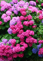 mini-puzzle exclusif Imajeux photographie d'hortensias rouges et bleus