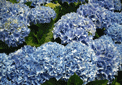puzzle exclusif Imajeux photographie d'un hortensia bleu en pleine floraison