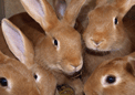puzzle exclusif Imajeux photographie d'un groupe de lapins fauves en gros plan