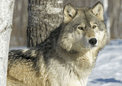 puzzle exclusif Imajeux photographie d'un loup gris dans la fort