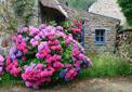 puzzle exclusif Imajeux photographie d'une maison bretonne avec des hortensias