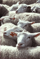puzzle exclusif Imajeux photographie de moutons serrs les uns contre les autres - jeu fabriqu en France