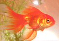 puzzle exclusif Imajeux photographie d'un poisson rouge queue de voile
