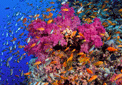 puzzle exclusif Imajeux photographie d'une multitude de poissons autour d'un rcif coralien