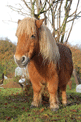 puzzle exclusif Imajeux photographie d'un poney roux - jeu fabriqu en France