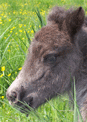 mini-puzzle exclusif Imajeux photographie d'un poulain gris