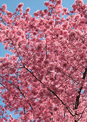 mini-puzzle exclusif Imajeux photographie d'un prunus en fleurs