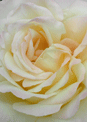 puzzle exclusif Imajeux photographie en gros plan d'une rose crme 