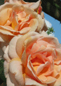 mini-puzzle exclusif Imajeux photographie de deux roses oranges