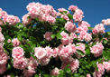 puzzle exclusif Imajeux photographie d'un rosier grimpant rose clair en pleine floraison