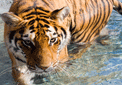 puzzle exclusif Imajeux photographie d'un tigre dans l'eau
