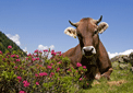 puzzle exclusif Imajeux photographie d'une vache en estive dans la montagne