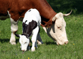 puzzle exclusif Imajeux photographie d'une vache et d'un veau dans un pr - jeu fabriqu en France